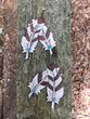 Leather Feather earrings with turquoise